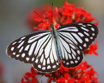 Beautiful Butterfly Photography for wall decoration