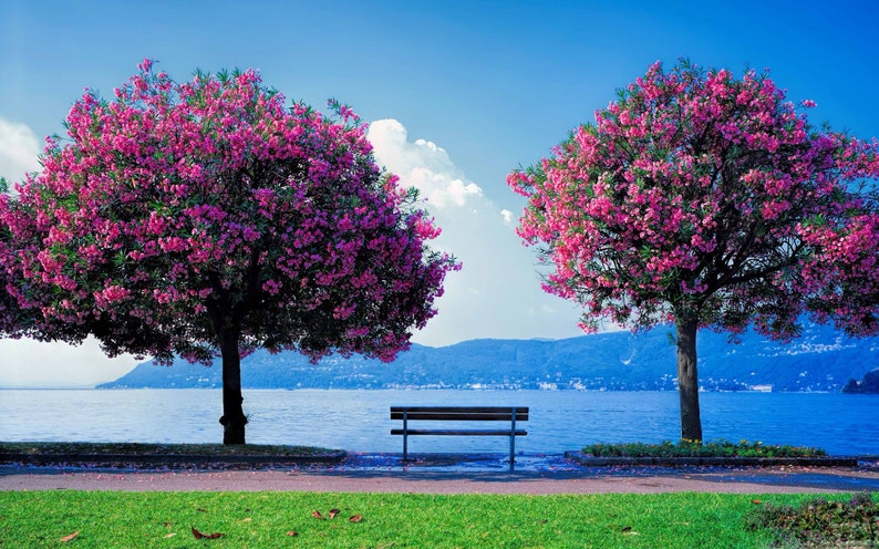 May include: A wooden bench sits on a path overlooking a lake with two trees in full bloom with pink flowers. The trees are on either side of the bench and the lake is in the background.