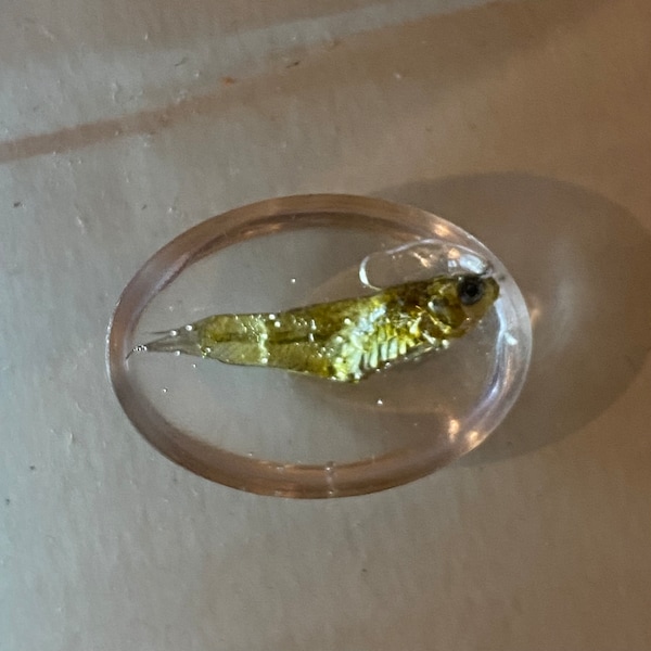 squelette de poisson transparent effrayant en résine bizarre taxidermie éthique bizarrerie sans cruauté