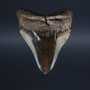 4" Megalodon Tooth Fossil with Stand