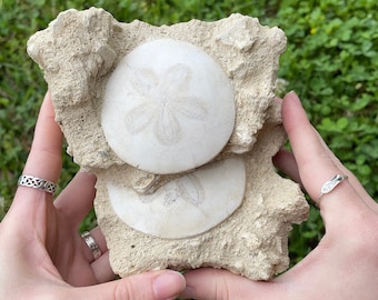 Double Sand Dollar Fossil Cluster on Matrix