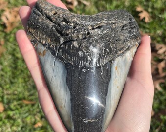 5.25 Megalodon Tooth Fossil with Stand