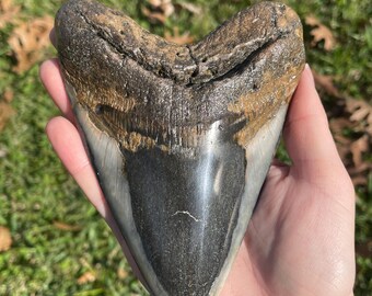 5.5” Megalodon Tooth Fossil with Stand