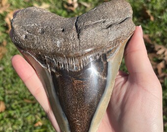 5.25” Megalodon Tooth Fossil with Stand
