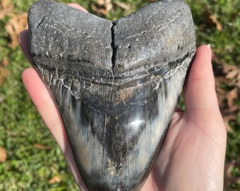 5.25” Megalodon Tooth Fossil with Stand