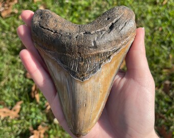 5” Megalodon Tooth Fossil with Stand
