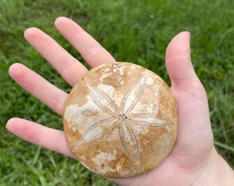 Polished Fossilized Sand Dollar