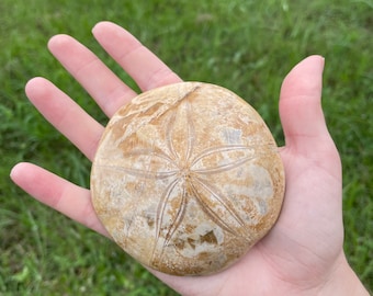 May include: A tan sand dollar, featuring a star-shaped design, is held in an open hand against a background of green grass. The sand dollar's surface has a textured appearance, with lines radiating from the centre.