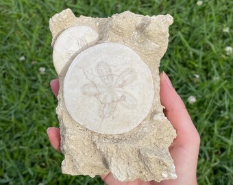 Double Sand Dollar Fossil Cluster on Matrix