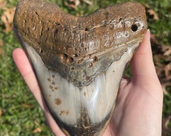 5.25” Megalodon Tooth Fossil with Stand