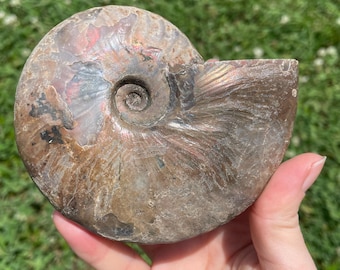 Opalized Ammonite Fossil