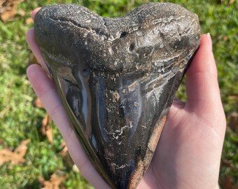 5.25” Megalodon Tooth Fossil with Stand