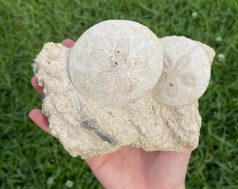 Double Sand Dollar Fossil Cluster on Matrix