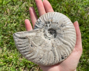 Opalized Ammonite Fossil