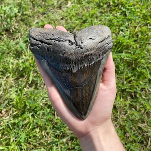5.75&quot; Megalodon Tooth Fossil with Stand