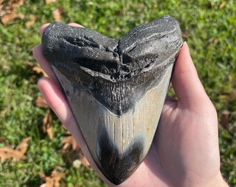 5” Megalodon Tooth Fossil with Stand