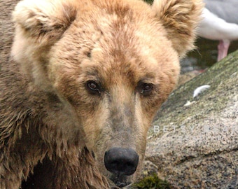 May include: A close-up of a brown bear's face, with a white seagull in the background. The bear is looking down, and its fur is visible. The seagull is perched on a rock.