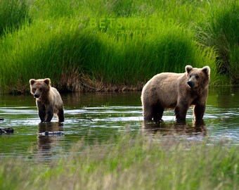 May include: Two brown bears, one adult and one cub, stand in a shallow body of water. The adult bear is facing the camera, while the cub is looking forward. Both bears are standing in the water, with green grass and reeds in the background.