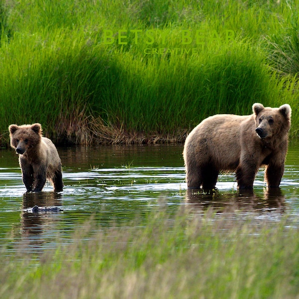 Photo Print: 909 and Yearling (2022)