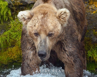 May include: A close-up of a brown bear with wet fur, standing in a shallow stream of water. The bear's face is visible, with its eyes looking down at the water.