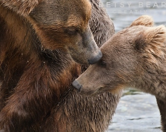 Puede incluir: Dos osos pardos se acurrucan el uno al otro en un primer plano. El oso en primer plano tiene la cabeza inclinada hacia abajo, mientras que el oso en el fondo tiene la cabeza inclinada hacia arriba. Ambos osos tienen un pelaje suave y marrón.