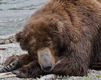Puede incluir: Un oso pardo está durmiendo en el suelo con la cabeza apoyada en sus patas. El pelaje del oso está mojado y parece ser marrón y negro.