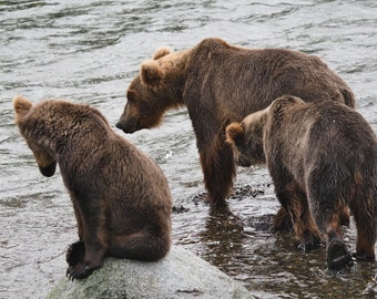 Puede incluir: Tres osos pardos de pie en un río poco profundo. El oso en primer plano está sentado en una roca, mientras que los otros dos osos están de pie en el agua.