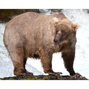 Photo Print: Grazer, Queen of the Falls (2023)