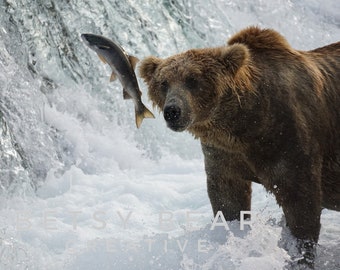 May include: A brown bear stands in a rushing river with its mouth open, catching a silver salmon leaping out of the water.