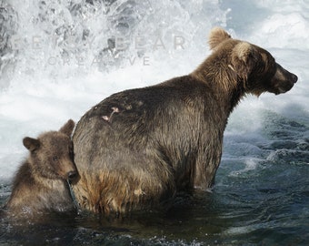 May include: A brown bear and her cub stand in a rushing river. The cub is nestled behind its mother, looking up at the camera. The water is white and foamy, and the bears are wet.