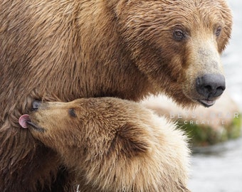 May include: A brown bear mother licks her cub's face as the cub nuzzles against her.