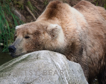 May include: A large brown bear with its eyes closed is resting its head on a large gray rock. The bear's fur is wet and appears to be shedding.
