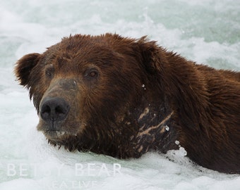 Puede incluir: Un oso pardo con el pelaje mojado emerge del agua, su cabeza y cuello son visibles. Los ojos del oso están abiertos y su nariz está mojada. El agua es blanca y espumosa.