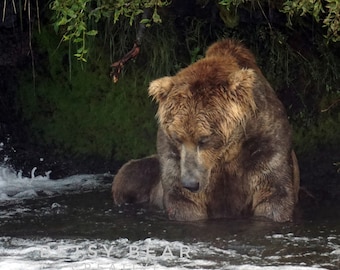 May include: A large brown bear sits in a river with its head down, looking at the water. The bear is wet and has a thick coat of fur.