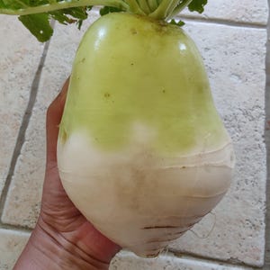 Korean radish - Etsy 日本
