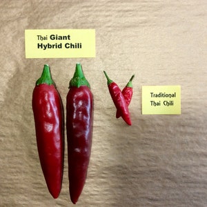 Giant Thai Chili Hybrid Pepper Seeds, 20 Times Bigger Fruits, Same Intensity of Heat, Vigorous Growth, High Yield, Very Spicy, SHU 10,000