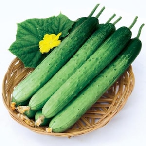 Korean cucumber (한국 오이) seeds -2025 harvest in Texas, long and slender, thin skin, crunchy flesh with small spines, aqueous sweet -20 seeds
