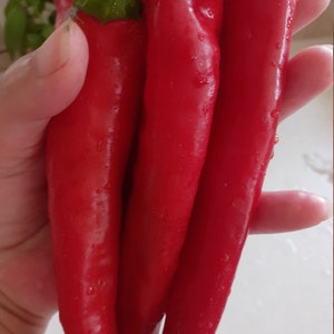 Korean Kimchi Chili Pepper, Giant Red Chili Pepper Seeds, Grown in USA Organic, High Yield, Huge 7&quot; Fruits, Moderate Heat, Delicious Flavor