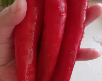 Pimiento Kimchi Coreano, Semillas Gigantes de Pimiento Rojo, Cultivado en EE.UU. Orgánico, Alto Rendimiento, Frutas Enormes de 7", Picor Moderado, Sabor Delicioso