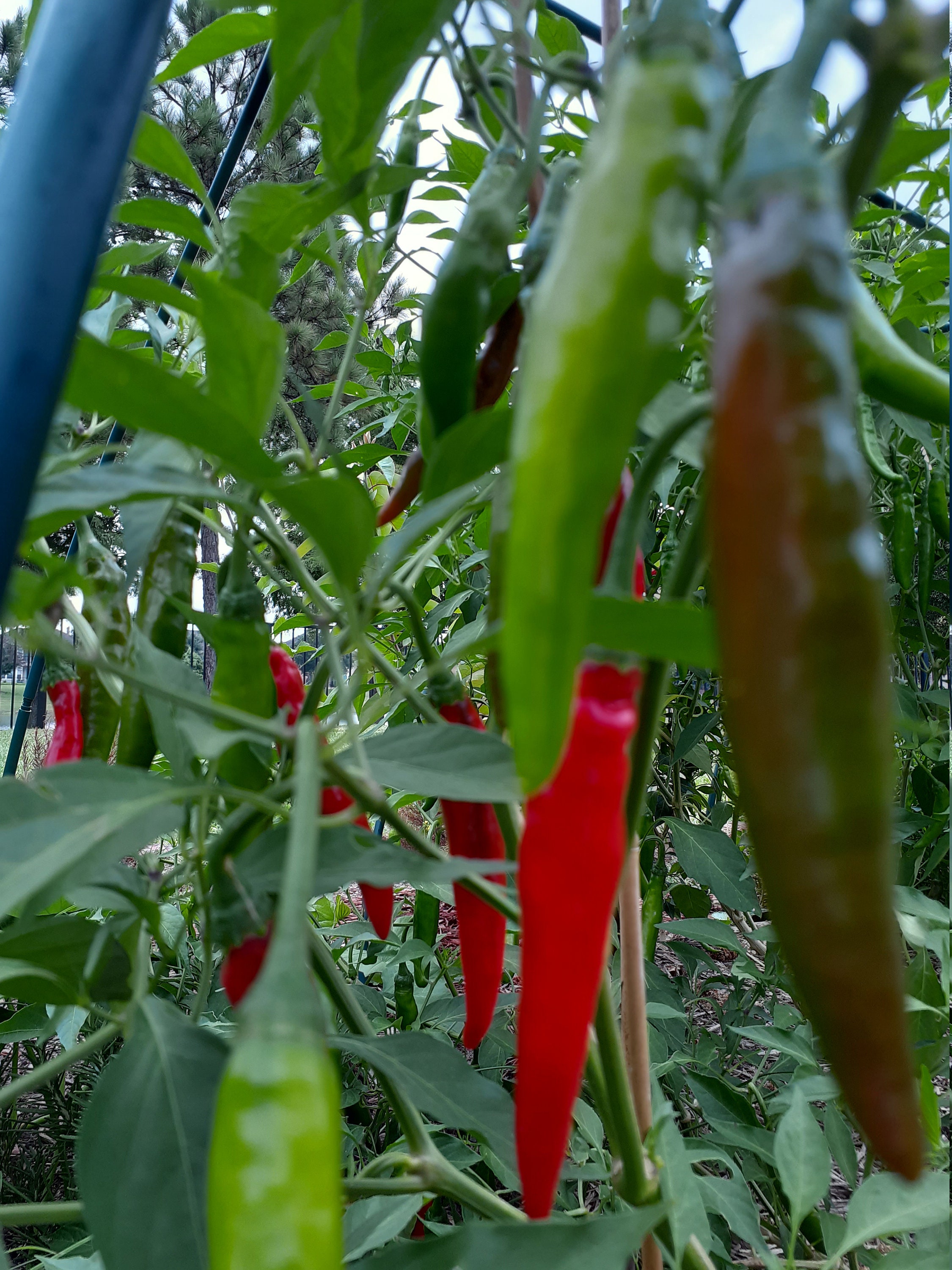 Giant Thai Chili Hybrid Pepper Seeds, 20 Times Bigger Fruits, Same  Intensity of Heat, Vigorous Growth, High Yield, Very Spicy, SHU 10,000 -  Etsy