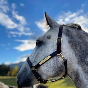 May include: A grey horse wearing a black halter with a gold nameplate that reads "Cadence". The horse is looking to the right of the frame.