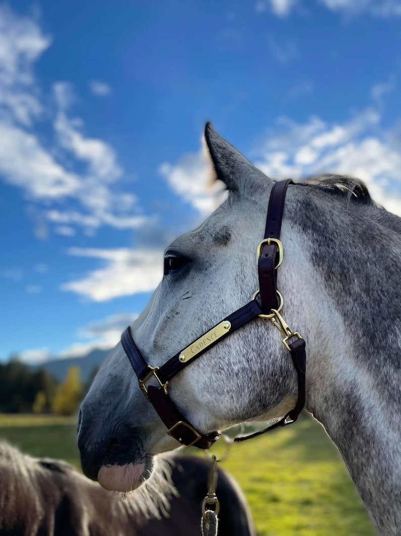 May include: A grey horse wearing a black halter with a gold nameplate that reads "Cadence". The horse is looking to the right of the frame.