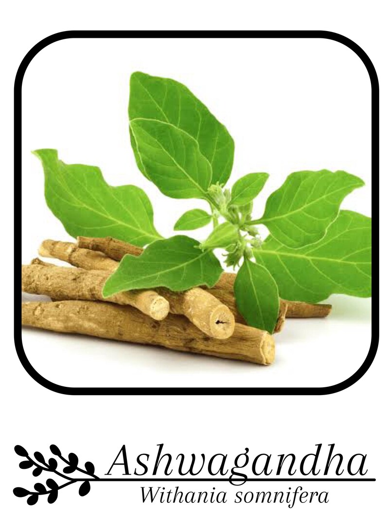 May include: An image of ashwagandha, featuring green leaves and brown roots. The text "Ashwagandha" and "Withania somnifera" is displayed at the bottom of the image. The leaves are a vibrant green, and the roots are a light brown color.