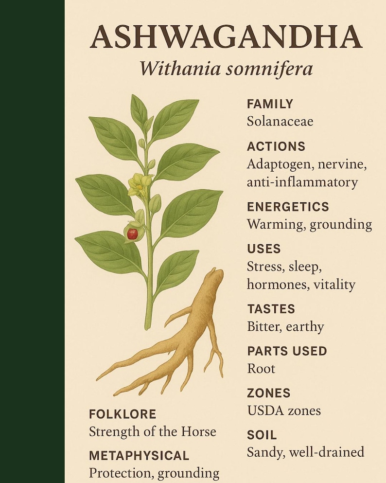 Ashwagandha “Deep Calm for Busy Lives” Materia Medica Printable | Herbal Study Sheet | Ayurvedic Herb Guide | Adaptogen Reference Chart image 4
