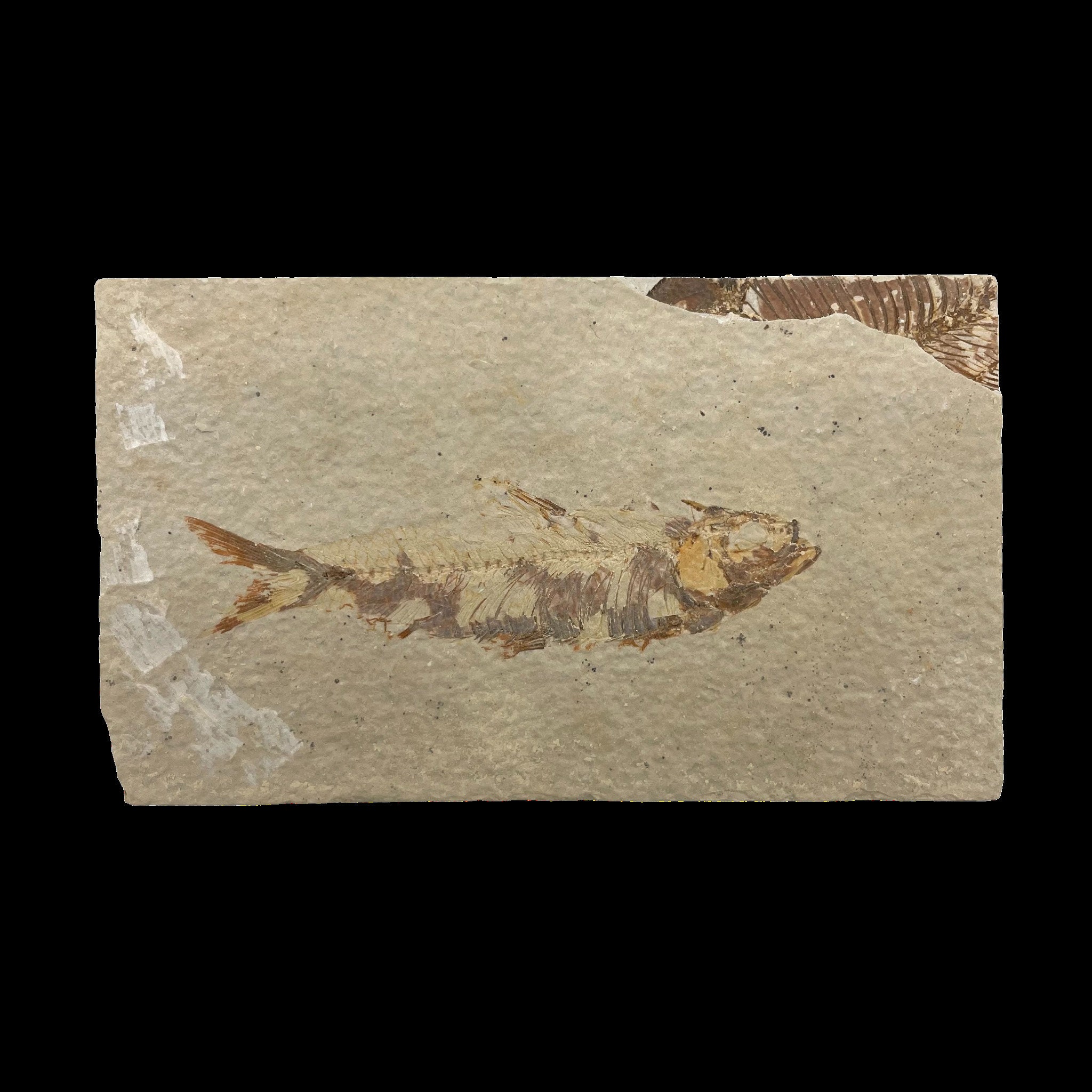 ナイティア化石魚 – ワイオミング州産の精巧な先史時代の化石 – 5