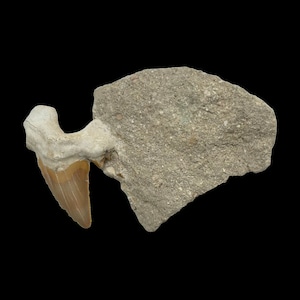 May include: A fossilized shark tooth embedded in a piece of rock. The tooth is a light tan color with a sharp, triangular shape. The rock is a mottled gray with a rough texture, showcasing a piece of prehistoric history.