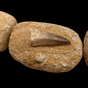 Authentic Mosasaurus Tooth Fossil | Genuine Prehistoric Fossil | 7 Unique Teeth Available | Natural History Collectible | Dinosaur Era Gift