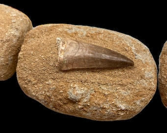 Authentischer Mosasaurus Zahn Fossil | Echtes prähistorisches Fossil | 7 Einzigartige Zähne Verfügbar | Naturkundliches Sammlerstück | Dinosaurier Ära Geschenk