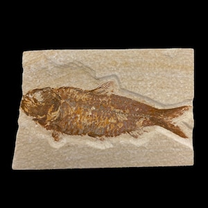 Knightia Fossil Fish – Detailed Prehistoric Fossil from Wyoming – 5&quot;x3&quot; – Genuine Green River Formation Specimen – Collector Display Fossil