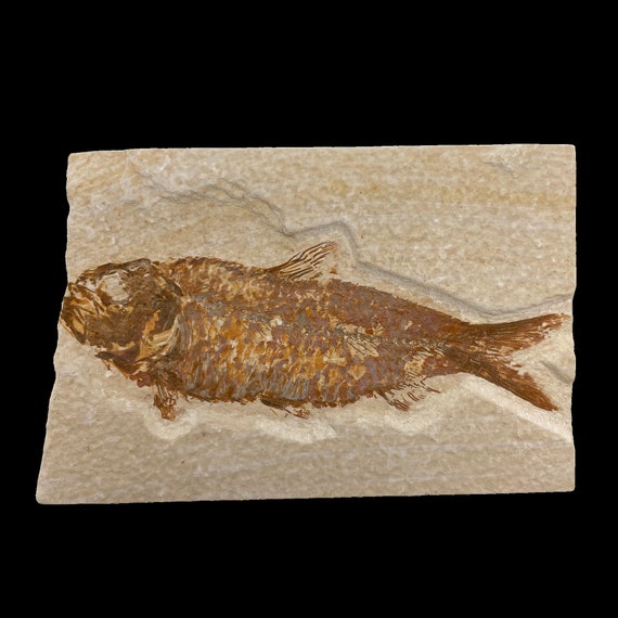 ナイティア化石魚 – ワイオミング州産の精巧な先史時代の化石 – 5